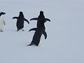Adelie penguins 12